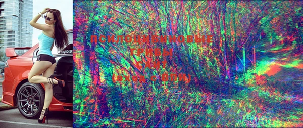 ПСИЛОЦИБИНОВЫЕ ГРИБЫ Алзамай